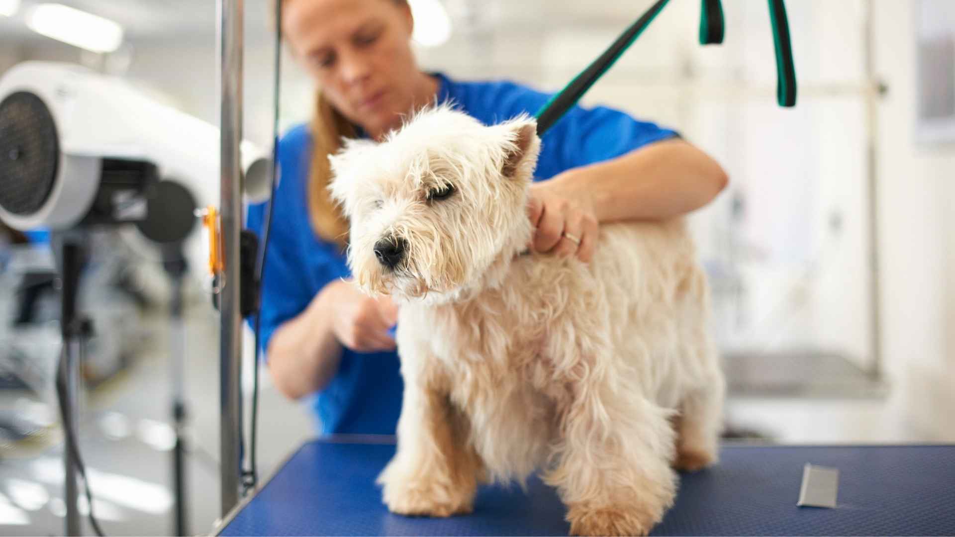 fotos stripping en perros